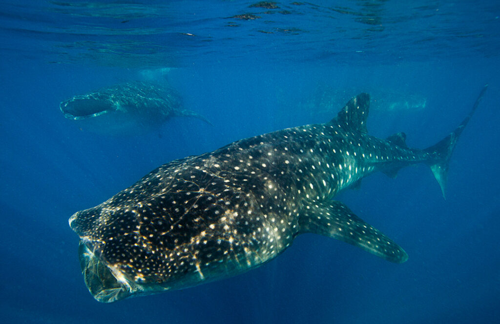 Tiburón ballena en WatchTime México